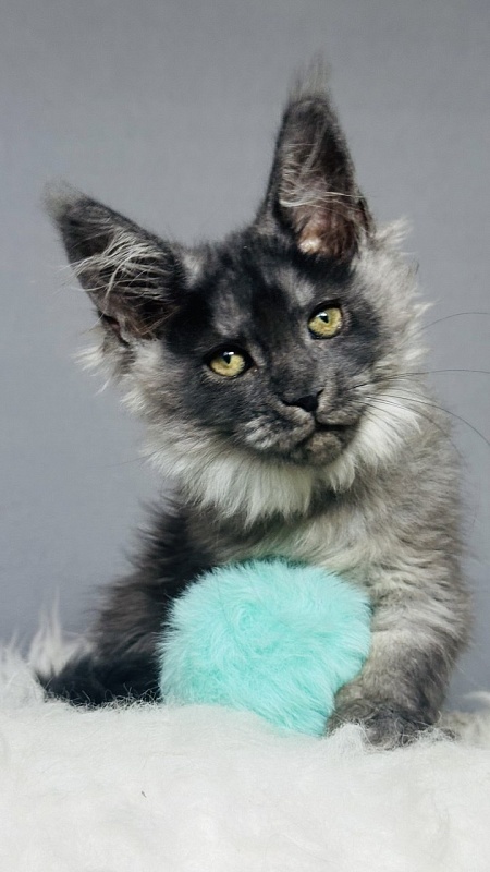 Vera Beth Akbars - Kitten maine-coon 2 months 2.5 weeks