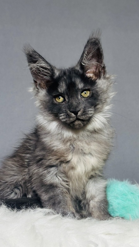 Vera Beth Akbars - Kitten maine-coon 2 months 2.5 weeks