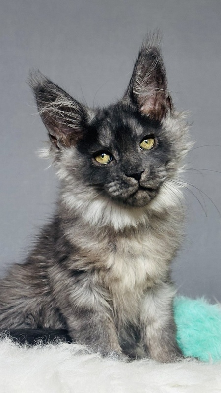 Vera Beth Akbars - Kitten maine-coon 2 months 2.5 weeks