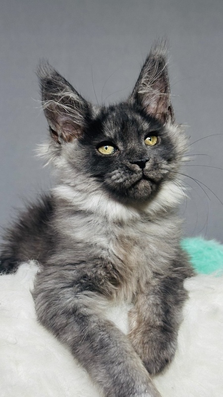 Vera Beth Akbars - Kitten maine-coon 2 months 2.5 weeks
