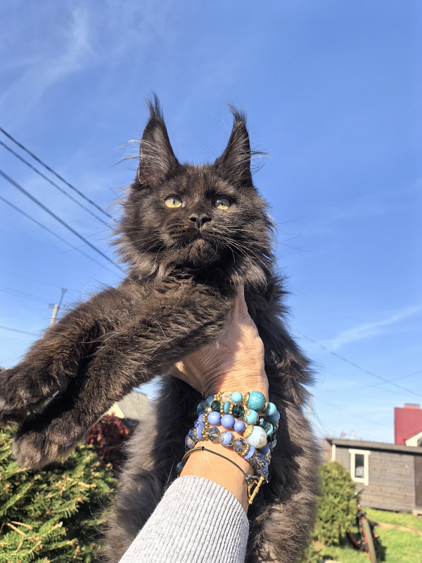 Odin Ozzi Akbars - Kitten maine-coon 2 months 3 weeks