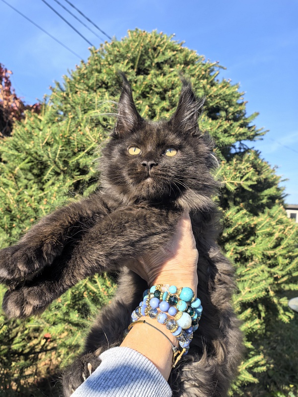 Odin Ozzi Akbars - Kitten maine-coon 2 months 3 weeks