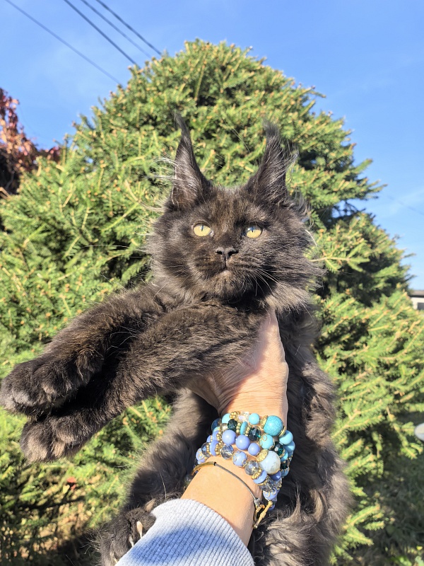 Odin Ozzi Akbars - Kitten maine-coon 2 months 3 weeks