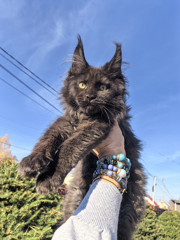 Odin Ozzi Akbars - Kitten maine-coon 2 months 3 weeks