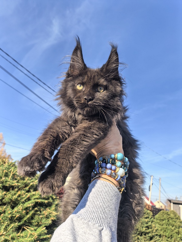 Odin Ozzi Akbars - Kitten maine-coon 2 months 3 weeks