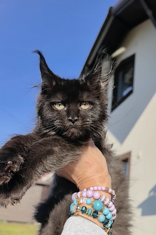 Ollie Odette Akbars - Kitten maine-coon 2 months 3.5 weeks