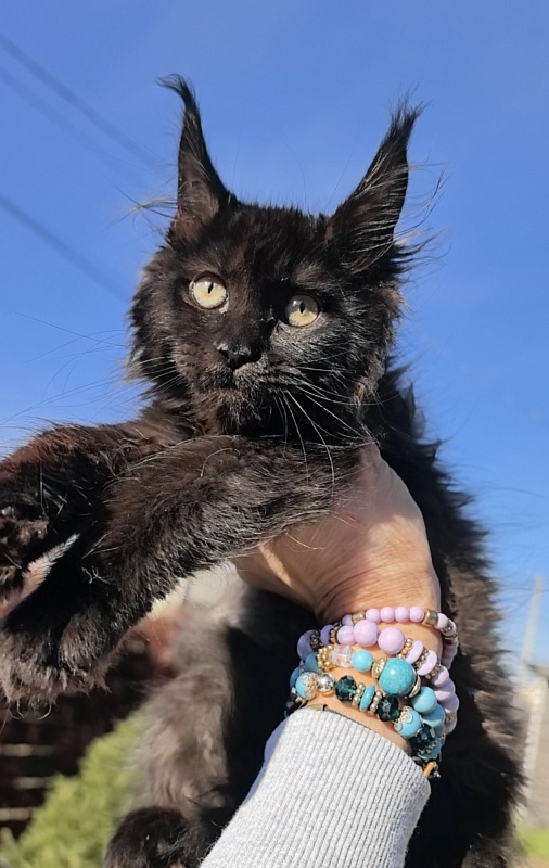 Ollie Odette Akbars - Kitten maine-coon 2 months 3.5 weeks