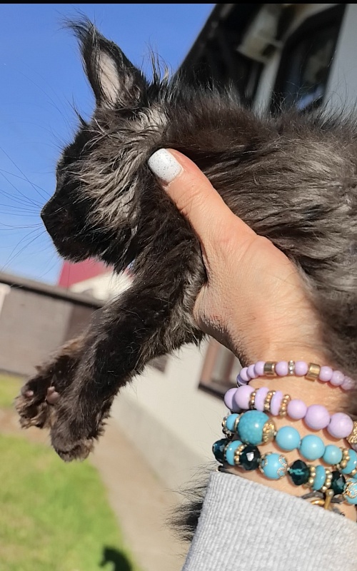 Ollie Odette Akbars - Kitten maine-coon 2 months 3.5 weeks