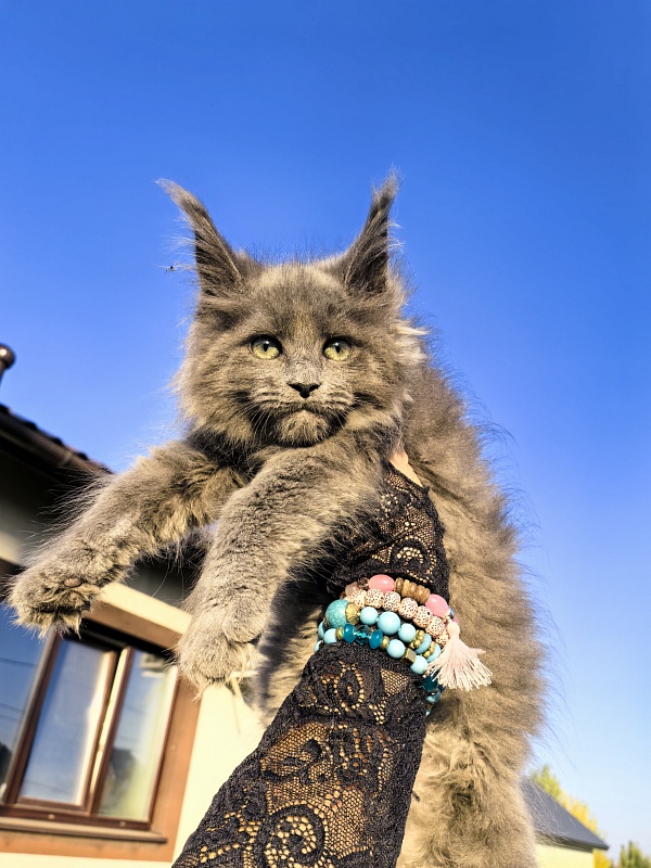 Oreo Olli Akbars - Kitten maine-coon 2 months 1.5 week