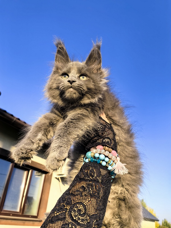 Oreo Olli Akbars - Kitten maine-coon 2 months 1.5 week