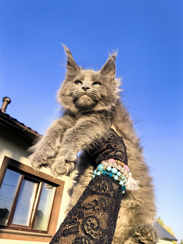 Oreo Olli Akbars - Kitten maine-coon 2 months 1.5 week
