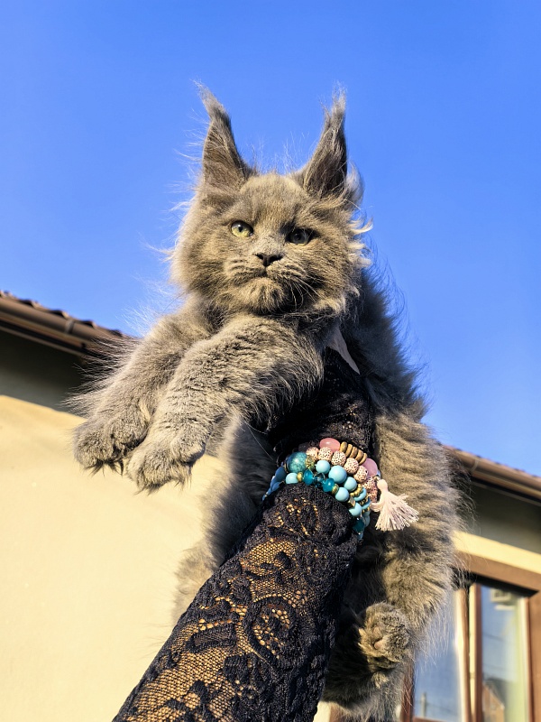 Oreo Olli Akbars - Kitten maine-coon 2 months 1.5 week