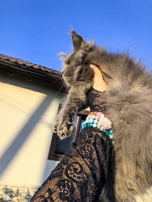 Oreo Olli Akbars - Kitten maine-coon 2 months 1.5 week