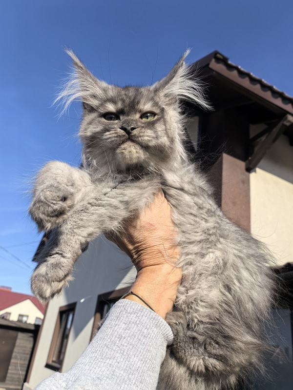 Odessa Akbars - Kitten maine-coon 2 months 3.5 weeks