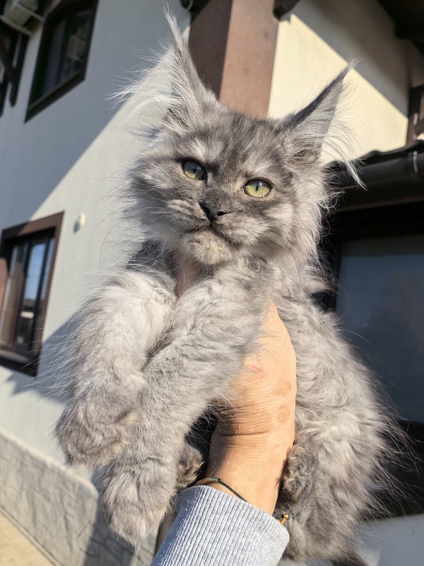 Odessa Akbars - Kitten maine-coon 2 months 3.5 weeks