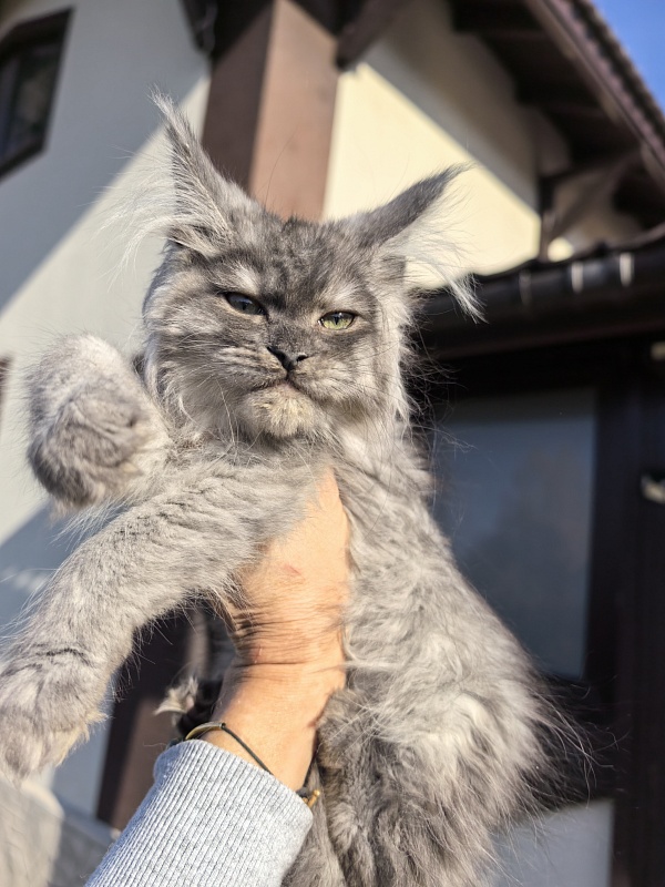 Odessa Akbars - Kitten maine-coon 2 months 3.5 weeks