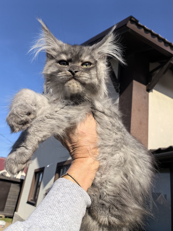 Odessa Akbars - Kitten maine-coon 2 months 3.5 weeks