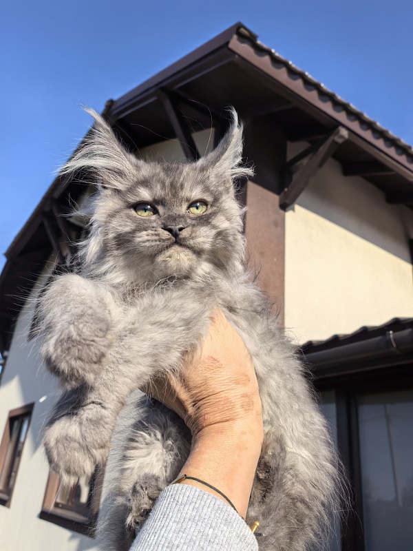 Odessa Akbars - Kitten maine-coon 2 months 3.5 weeks