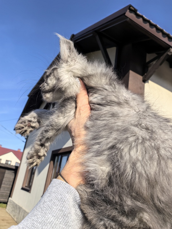 Odessa Akbars - Kitten maine-coon 2 months 3.5 weeks