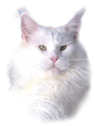 Cazanova Waldhuter - maine-coon
