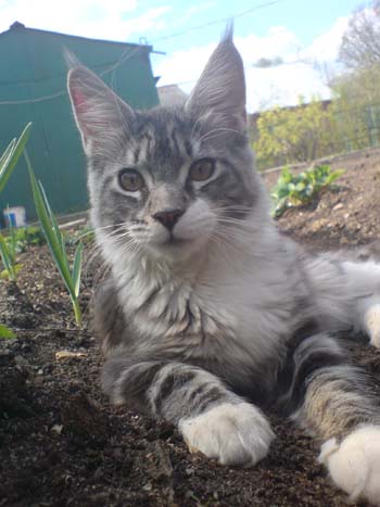 Catsvill County's Emiliya - мейн-кун 27.04.2008