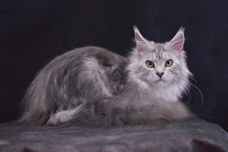 Queen Elizabeth Akbars - Adult maine-coon 2 years 2.5 weeks