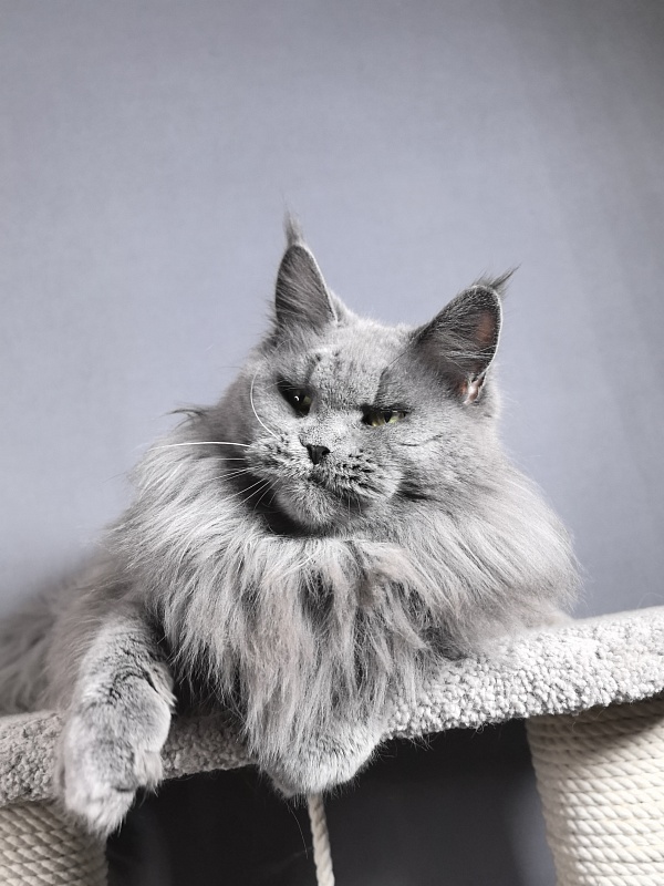 Valeri Bagira Akbars - Adult maine-coon 8 years 1 month 1 week