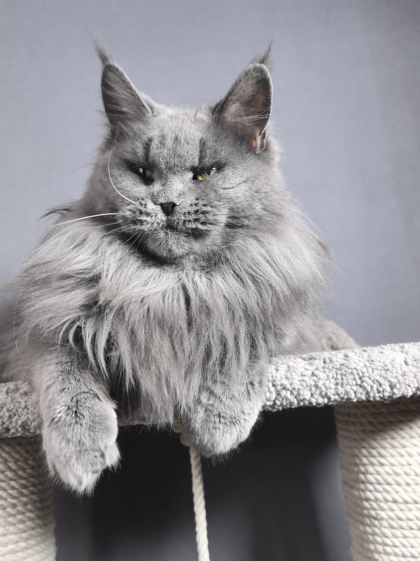 Valeri Bagira Akbars - Adult maine-coon 8 years 1 month 1 week