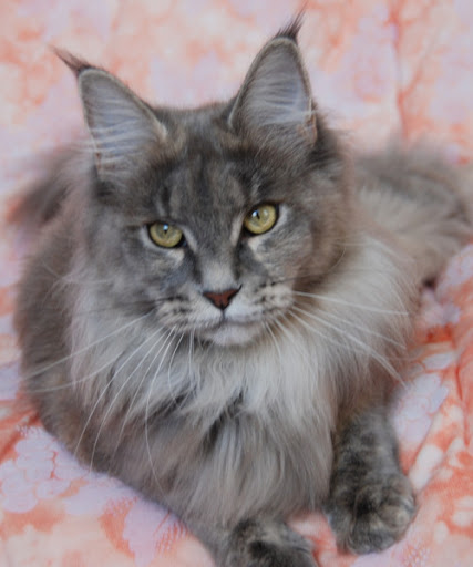 Sacred Spirit's Hazel - maine-coon