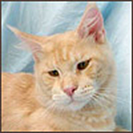 Justcoon's I Came For You - maine-coon