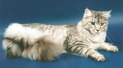 Magic Tale Lucky Silver Girl - maine-coon