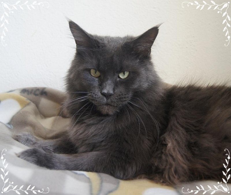 Ferriday's Blue Sky - maine-coon