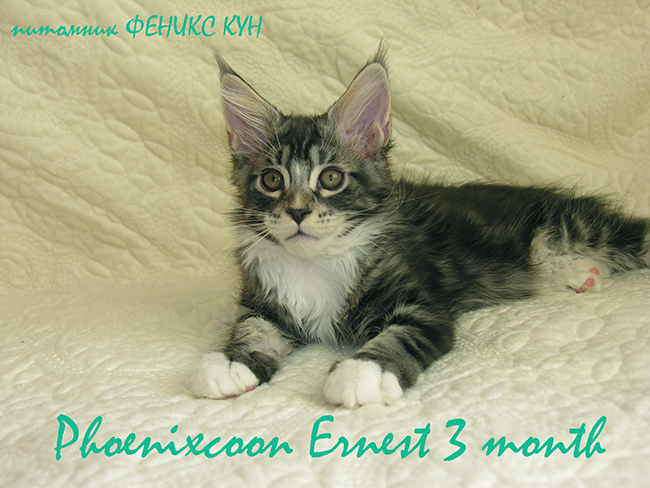 Phoenixcoon Ernest - maine-coon 02/19/2013