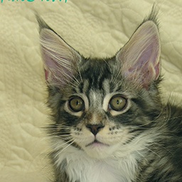Phoenixcoon Ernest