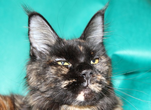 Belocoon's Brunhilde - maine-coon