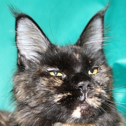 Belocoon's Brunhilde
