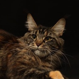 Wildbeautycoon's Lina