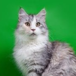 Lucky Coon Tsarevna Snezhanna