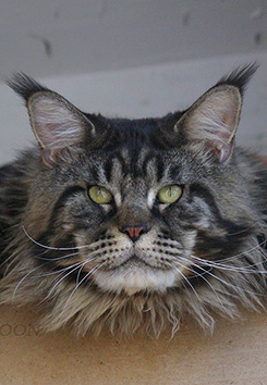 Giantpets Jean Paul Gaultier - maine-coon 07/01/2015