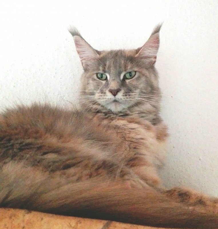 Pillowtalk's La Luna - maine-coon