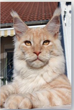 Elphinstone Honey - maine-coon