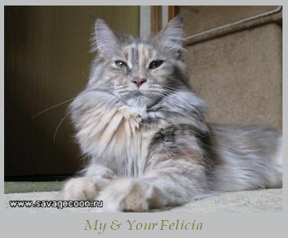 My & Your Felicia - мейн-кун