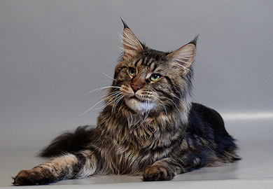 Alwaro Cameron - maine-coon 11/24/2011