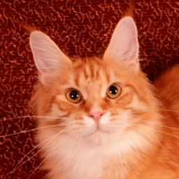 Fransis Akbars