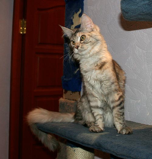 Top Coon Ulka of Salexcoon - maine-coon