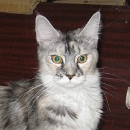 Ufacoon's Jasmin