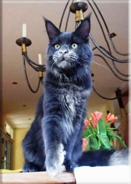 Langstteich's P'Wild Blue Hurricane - maine-coon