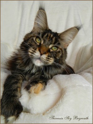 Pretty Princess Terezia of Beyrouth - мейн-кун