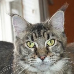 Bajuncat's Jonka