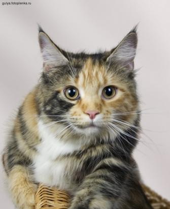 Moscow Star's Penelopa - maine-coon